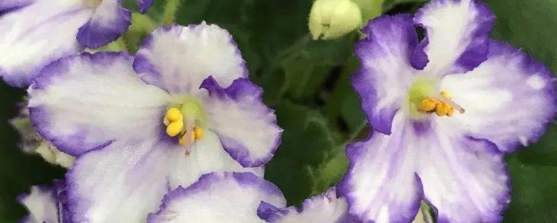 非洲紫罗兰的花语 关于紫罗兰的花语