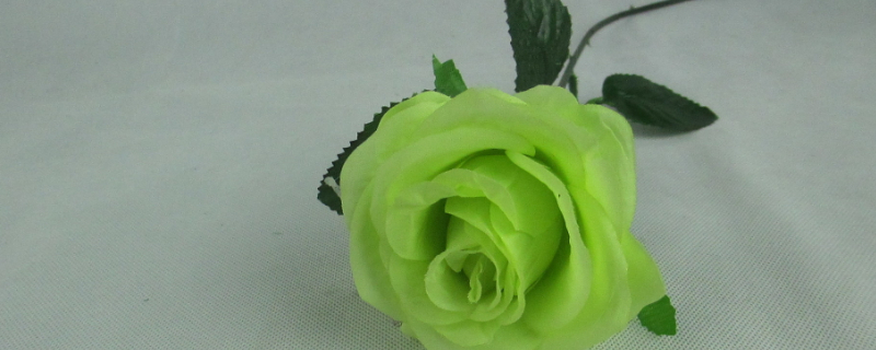 绿色玫瑰花语代表什么 浅绿色的玫瑰花语是什么