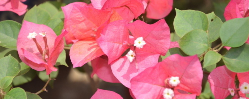 叶子花怎么种植（叶子花怎么培植）