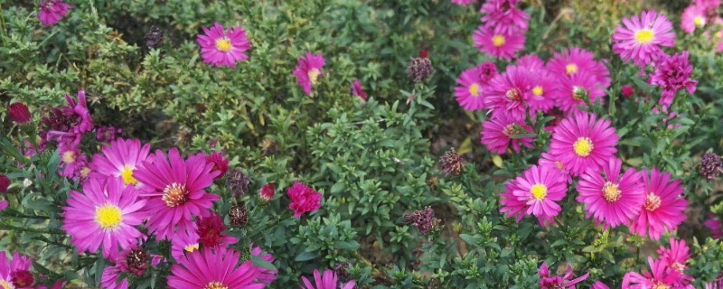 荷兰菊的养殖方法和注意事项 紫色荷兰菊的养殖方法和注意事项