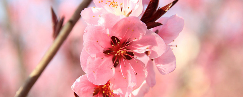 桃花象征什么精神 桃花有什么象征意义或者有什么精神