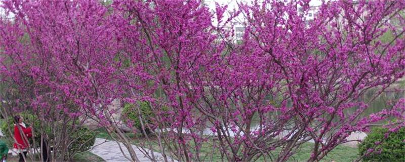 紫荆树和紫荆花的区别（紫荆花是花还是树）