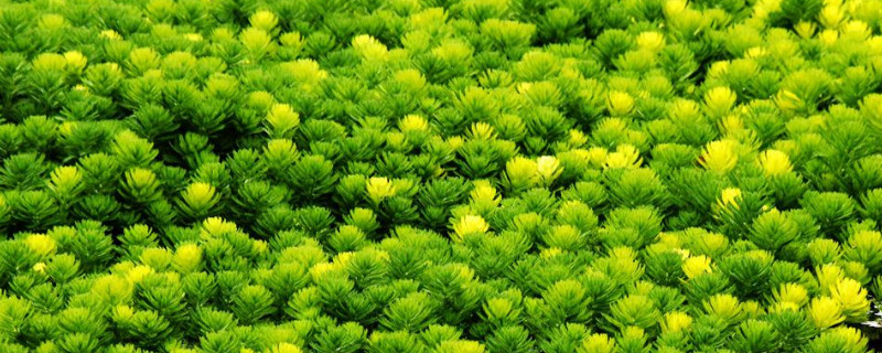 金鱼藻属于沉水植物吗 水生植物金鱼藻是什么植物