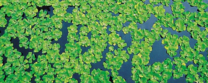 浮萍可抑制藻类吗 浮萍是不是藻类植物