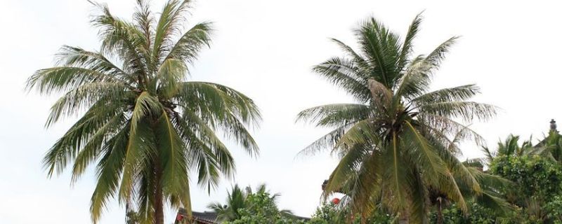 椰子树的寓意及象征 椰子的寓意和象征