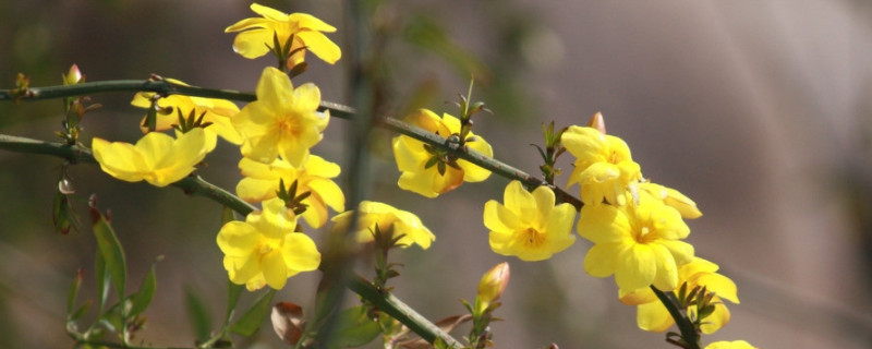 迎春花夏季怎么修剪