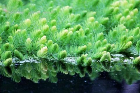 金鱼藻的特点：生命力旺盛，耐高温 金鱼藻的观赏价值
