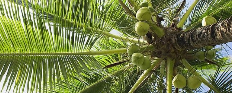 椰子是裸子植物还是被子植物（椰子是不是裸子植物）
