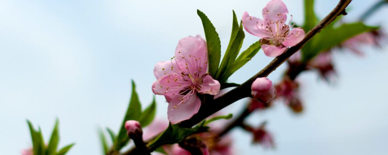 桃花的花瓣和萼片的数量 桃花的花瓣数量是多少