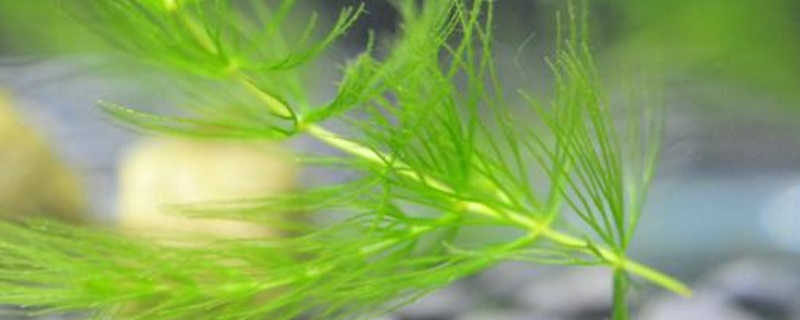 金鱼藻是草本植物吗 金鱼藻是藻类植物吗