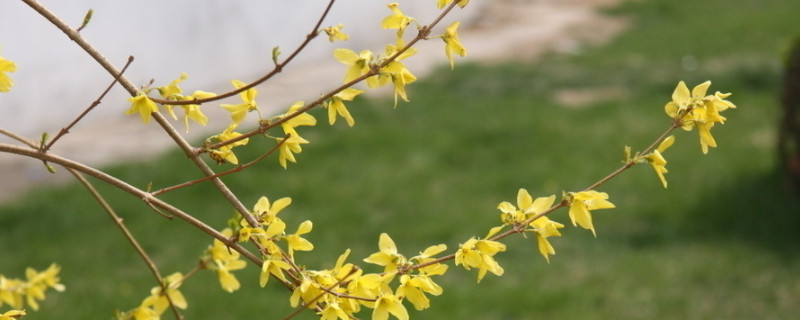 迎春花花语和寓意