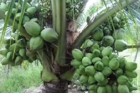椰子有几个品种