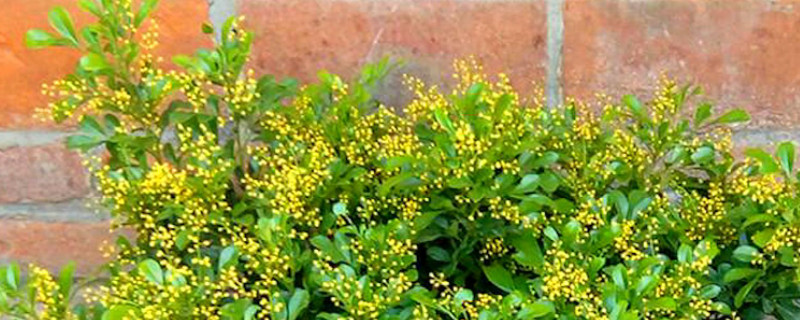 米兰和小叶黄杨的区别 米兰花和黄杨的区别