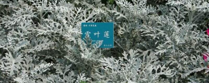 雪叶莲有毒吗（什么样子的雪莲有毒）