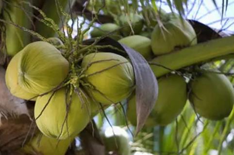 椰子有几个品种