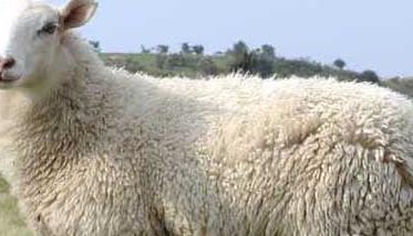 小尾寒羊-小尾寒羊养殖技术介绍 小尾寒羊的养殖技术介绍