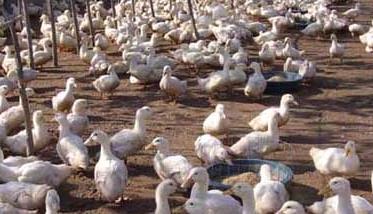 旱养肉鸭养殖技术视频 肉鸭高密度的旱地养殖技术