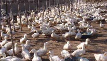 肉鸭养殖如何管理才能节省饲料消耗 肉鸭养殖如何管理才能节省饲料