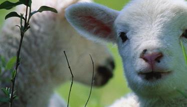 新生羔羊的科学护理方法（新生羔羊的护理措施）