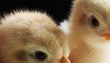 雏鸡的饲养管理几点注意事项 雏鸡的饲养管理要点主要有哪些方面
