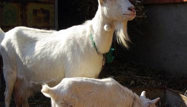 奶山羊羔羊的饲养管理 奶山羊冬季饲养管理
