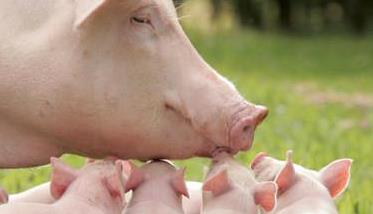 哺乳仔猪的饲养管理技术要点 哺乳母猪的饲养管理技术要点