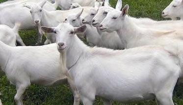 中国奶山羊品种主要有哪些 奶山羊哪个品种的羊产奶最高