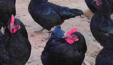 五黑鸡养殖技术要点 五黑鸡适合什么地方养