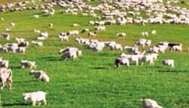 柴达木山羊的饲养管理方法 柴达木绒山羊