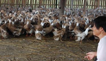 冬季蛋鸭养殖技术 冬养蛋鸭养殖有哪五个要点必须掌握