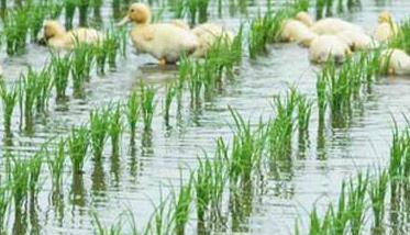 稻田养鸭方法与技术要领 稻田鸭养殖技术