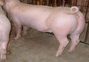 种母猪养殖技术 种母猪饲养方法