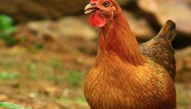鸡维生素e缺乏症防治方法 鸡的维生素缺乏症