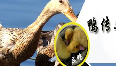 鸭传染性浆膜炎症状表现 鸭传染性浆膜炎症状