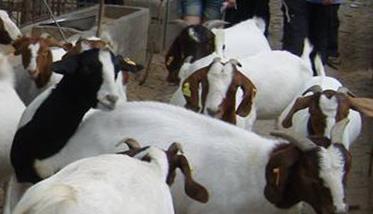 山羊冬季养殖注意事项 秋季山羊饲养管理技术要点