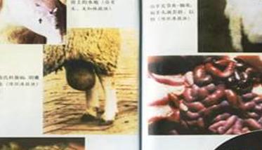 羊鼻蝇蛆病是怎样感染的 羊鼻蝇蛆用什么药
