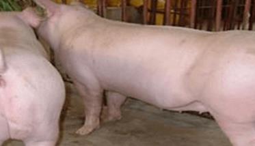 后备母猪的饲养管理关键技术 后备母猪管理及饲喂方法