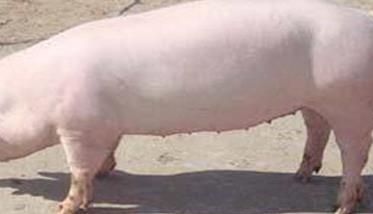 哺乳母猪管理要点 哺乳母猪的饲养管理关键技术