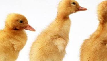 春季雏鸭的饲养管理技术要点 雏鸭的饲养方法与管理