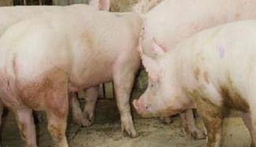 种母猪如何饲养 种母猪的饲养管理技术