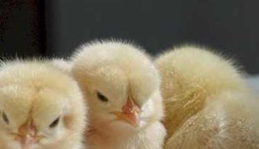 雏鸡饲养的适宜温度是多少（雏鸡饲养的适宜温度是多少度）