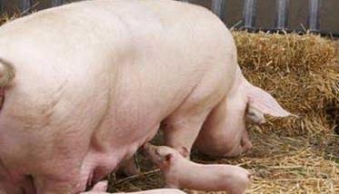 母猪采食量下降的原因 母猪采食量下降的原因是什么