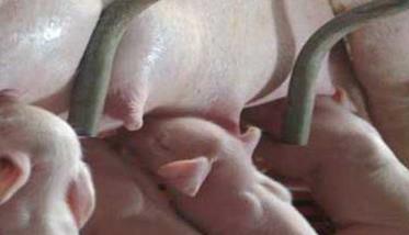 不同情况下的母猪催乳方法 能够有效的进行母猪催乳的方法