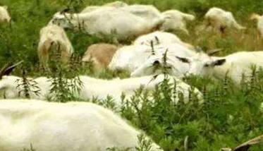 绒山羊养殖技术须知 绒山羊的饲养方法
