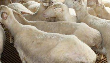 冬季怀孕母羊的饲养管理技术要点（冬天母羊产后注意哪些）