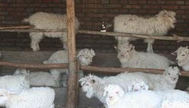 断奶羔羊育肥方法 羊羔多大断奶育肥