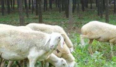 绵羊的饲养管理上的一般技术措施 绵羊饲养技术养殖技术
