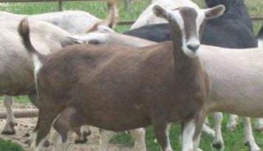山羊的饲养需要注意的问题 山羊养殖注意以及预防
