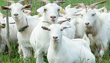 山羊的繁殖技术：如何提高羊的繁殖能力