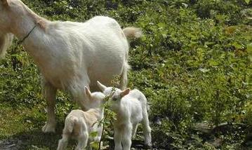 影响山羊繁殖力的主要因素有哪些 影响山羊繁殖力的主要因素有哪些呢